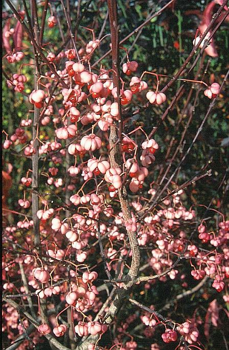 Euonymus bungeanus 'Dart's Pride'