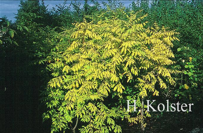 Koelreuteria paniculata 'Coral Sun'