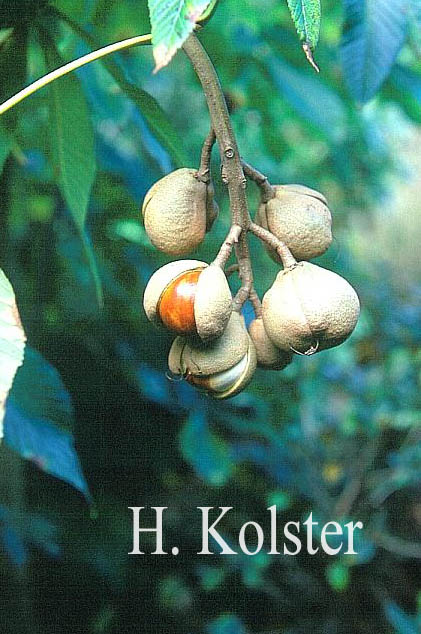 Aesculus sylvatica 'Georgiana'