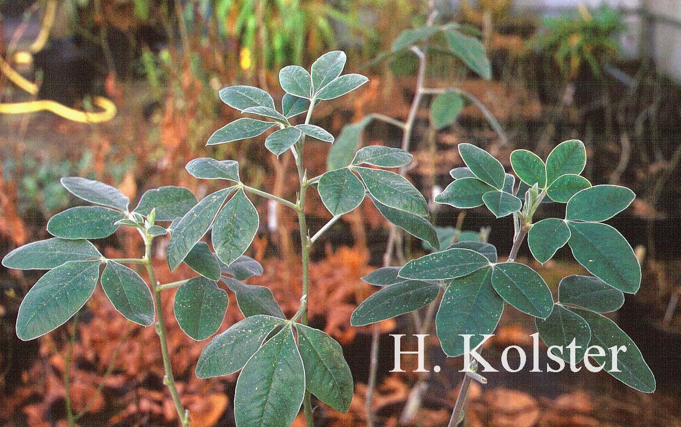 Argyrocytisus battandieri