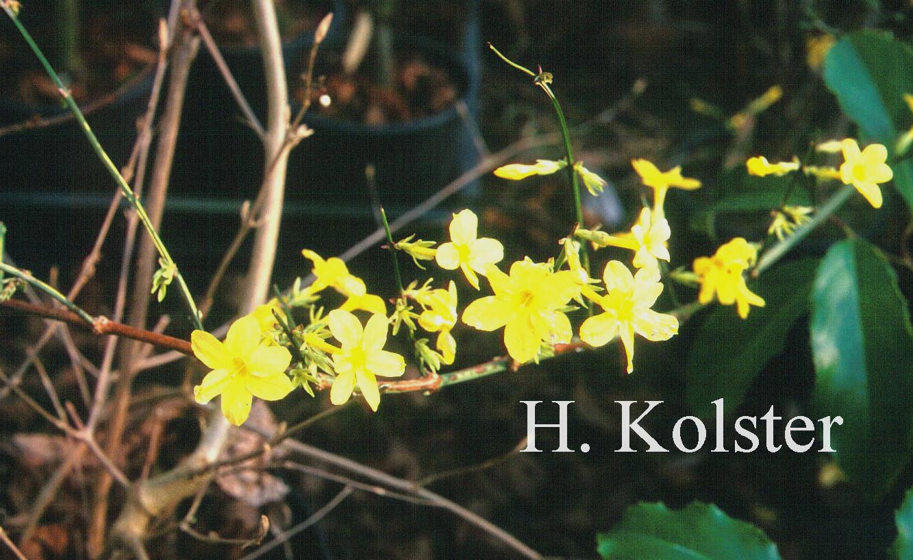 Jasminum nudiflorum 'Aureum'