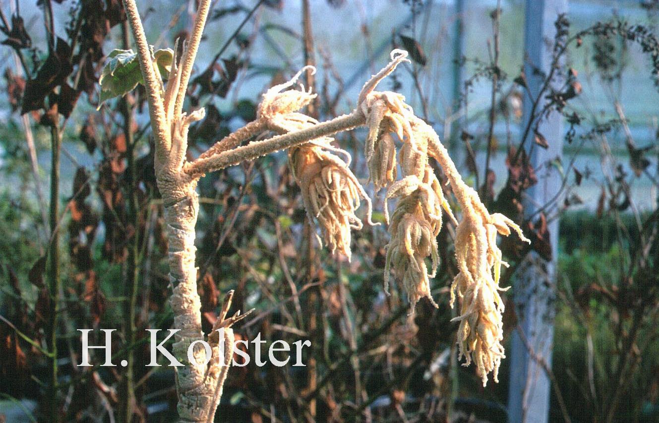 Tetrapanax papyrifer