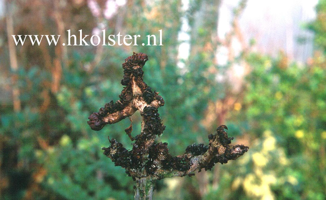Aesculus hippocastanum 'Monstrosa'