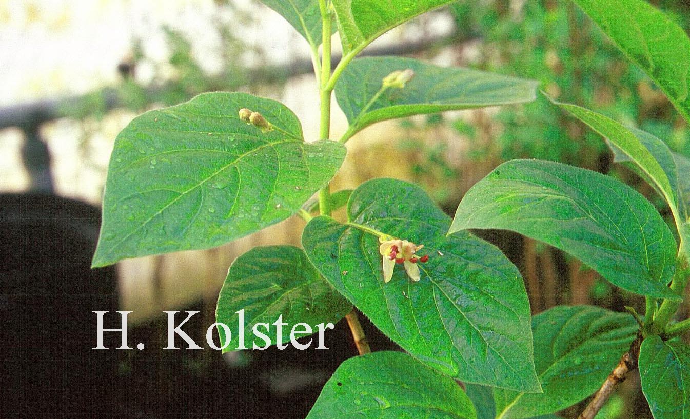 Lonicera alpigena