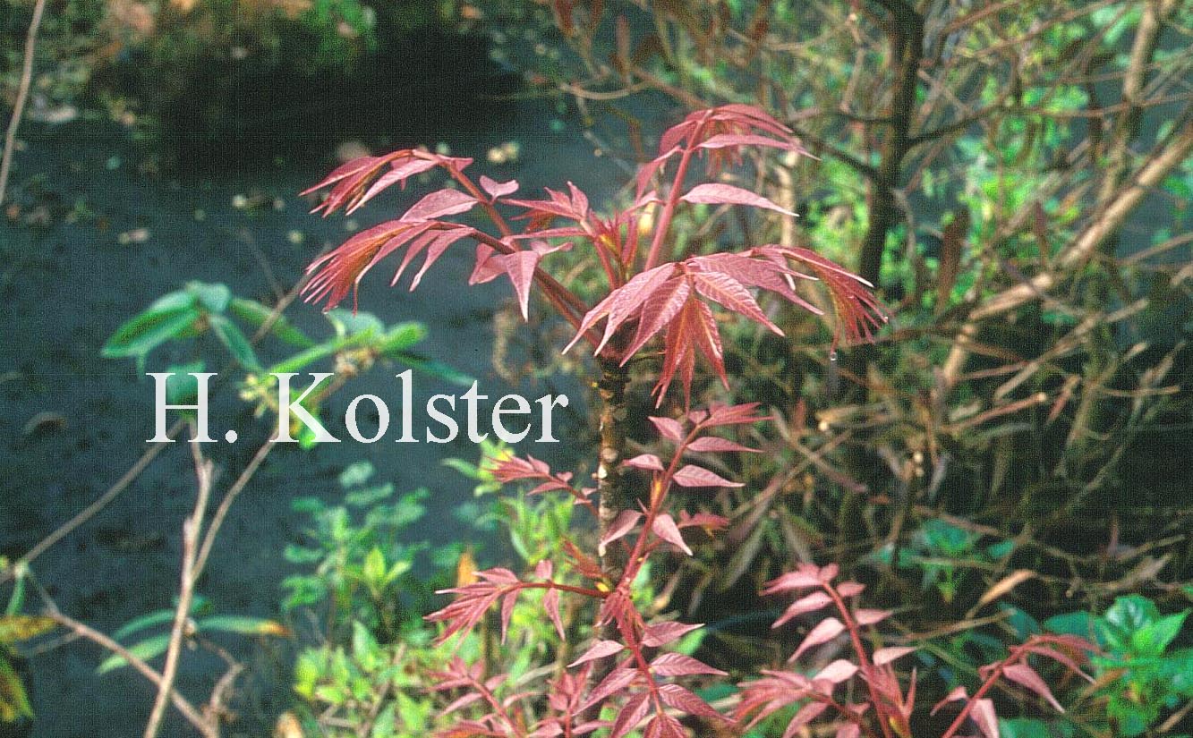 Toona sinensis 'Flamingo'