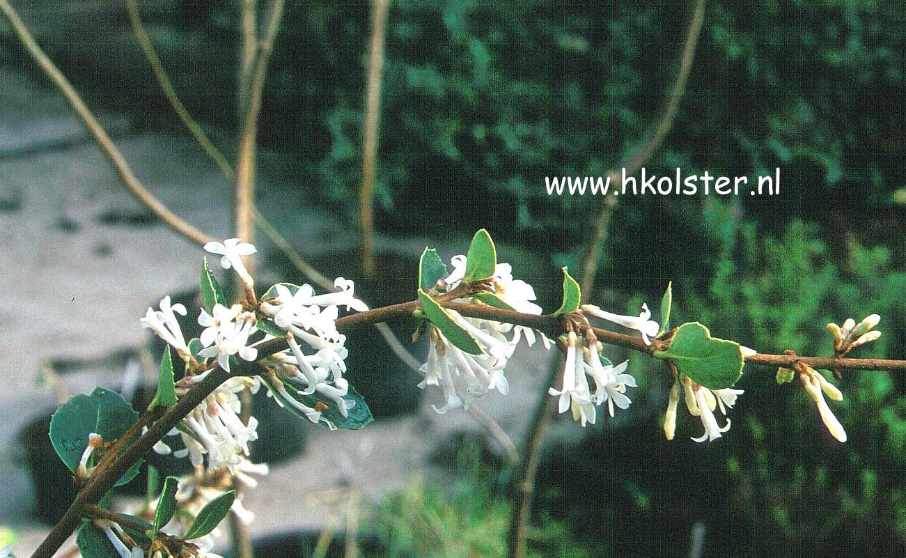 Osmanthus delavayi 'Latifolius' (78895)