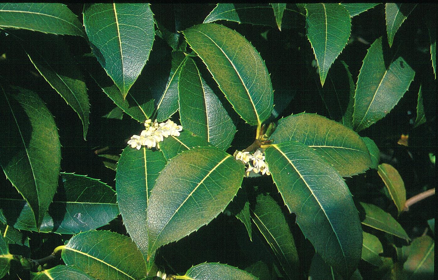 Osmanthus serrulatus