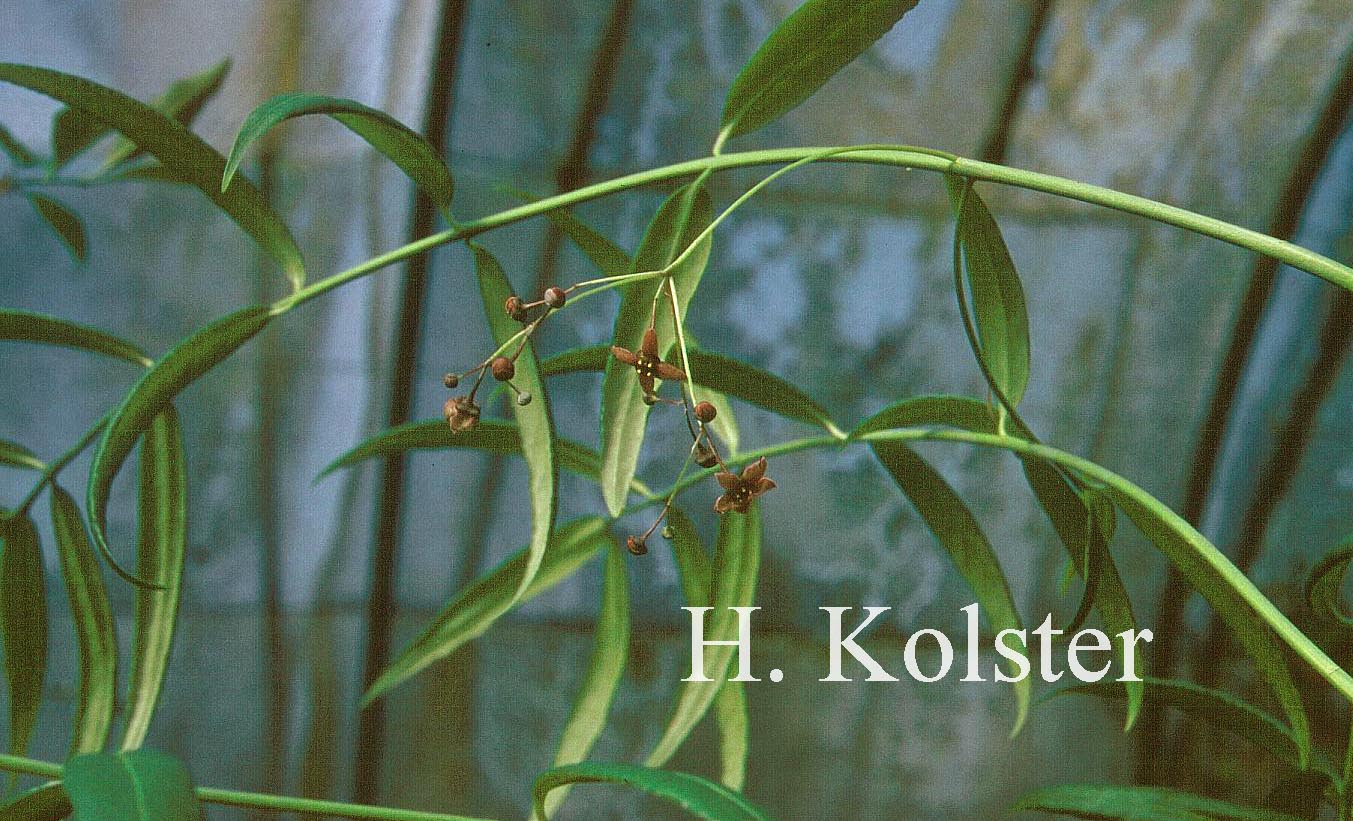 Euonymus clivicolus var. rongchuensis