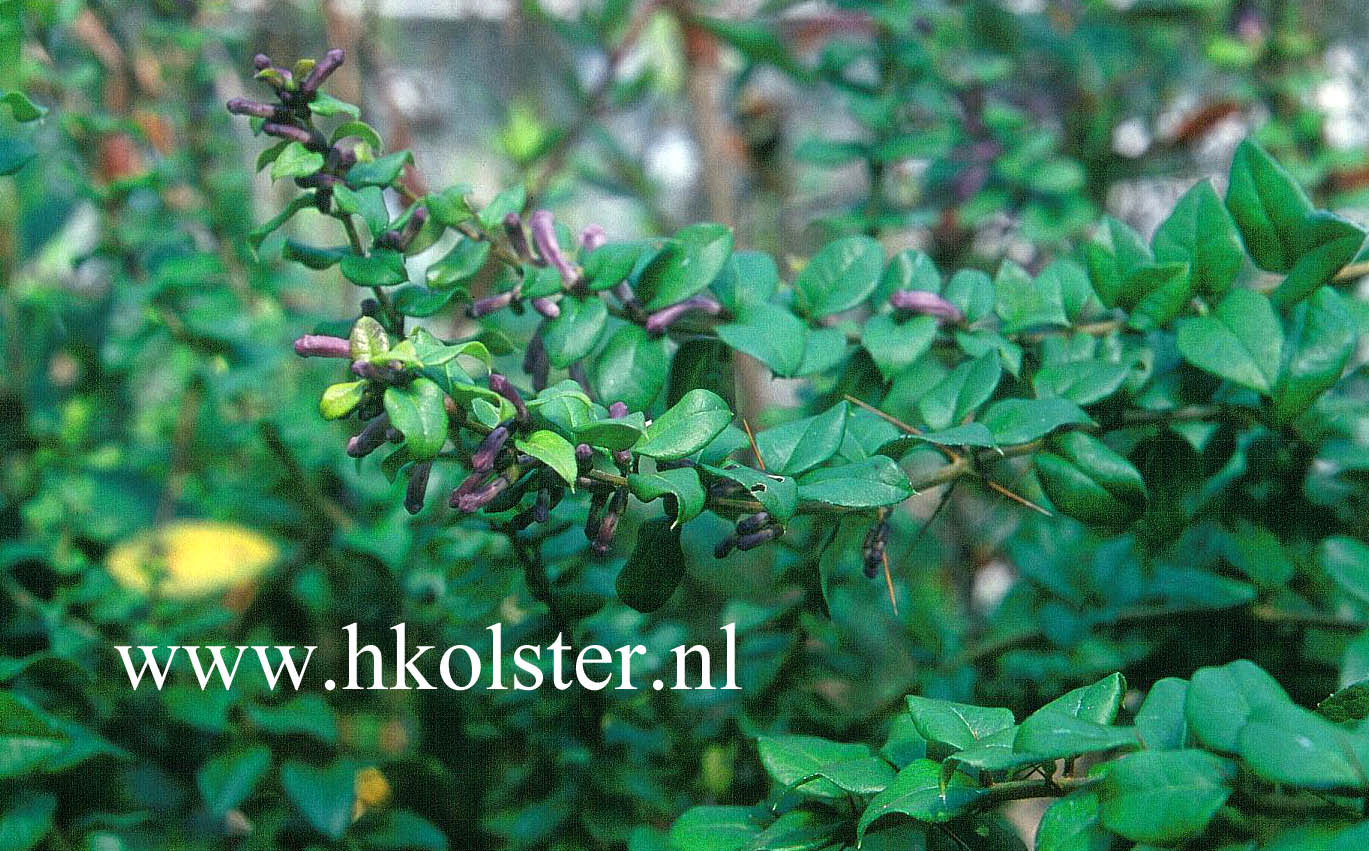 Rhaphithamnus spinosus