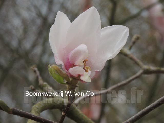 Plantentuin Esveld