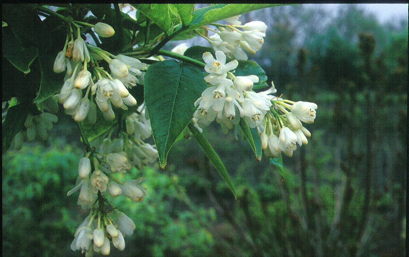 Staphylea colchica