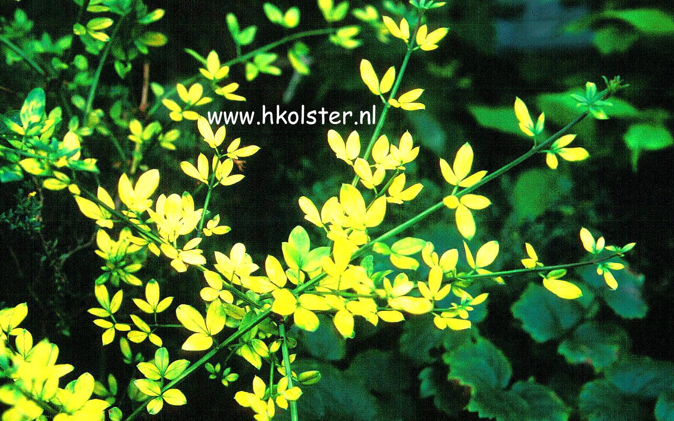 Jasminum nudiflorum 'Aureum'