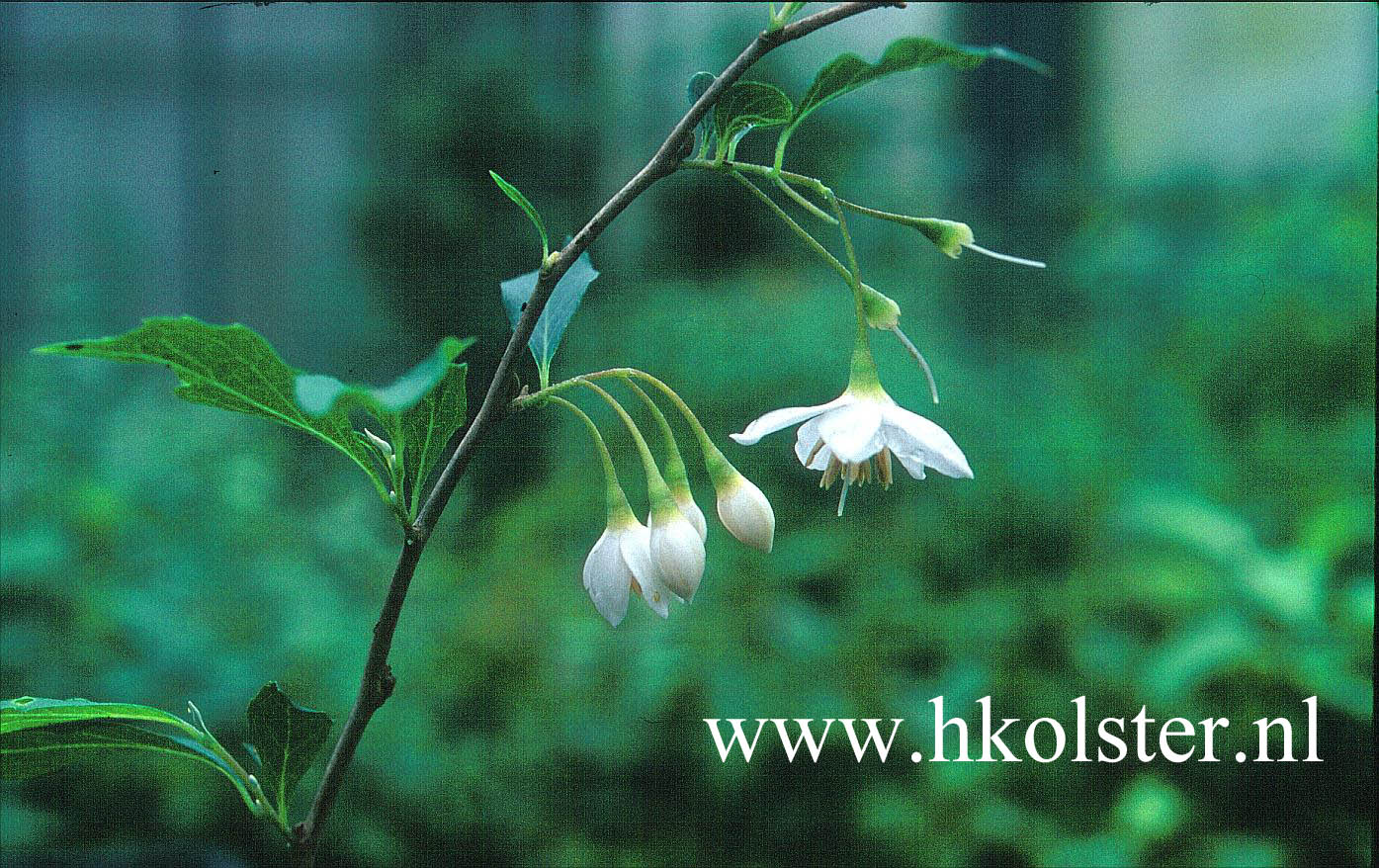 Styrax japonicus 'Snowfall'