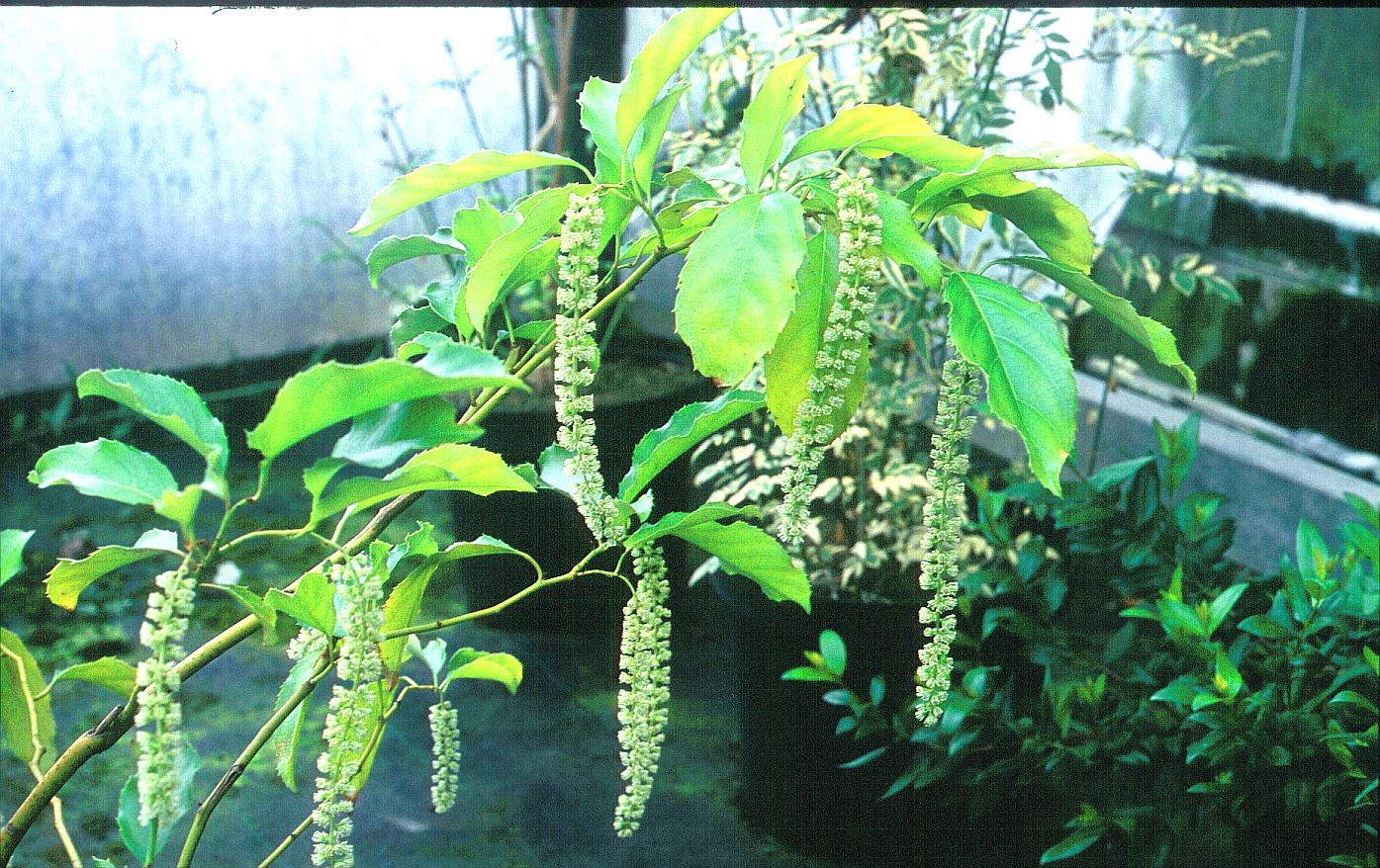 Itea yunnanensis