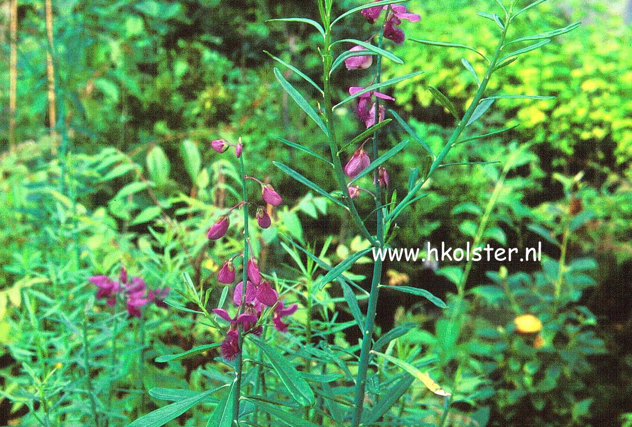 Polygala virgata