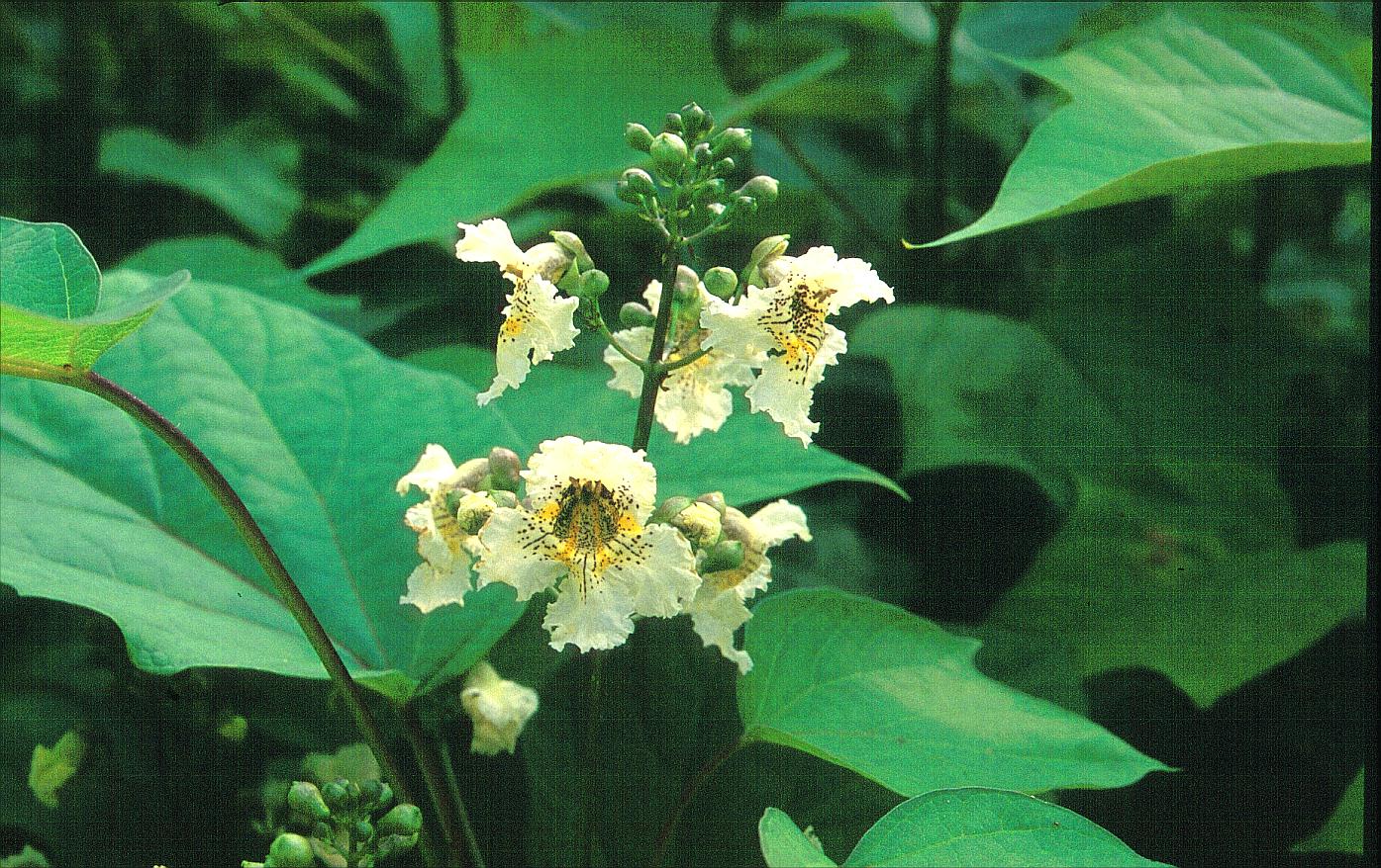 Catalpa ovata