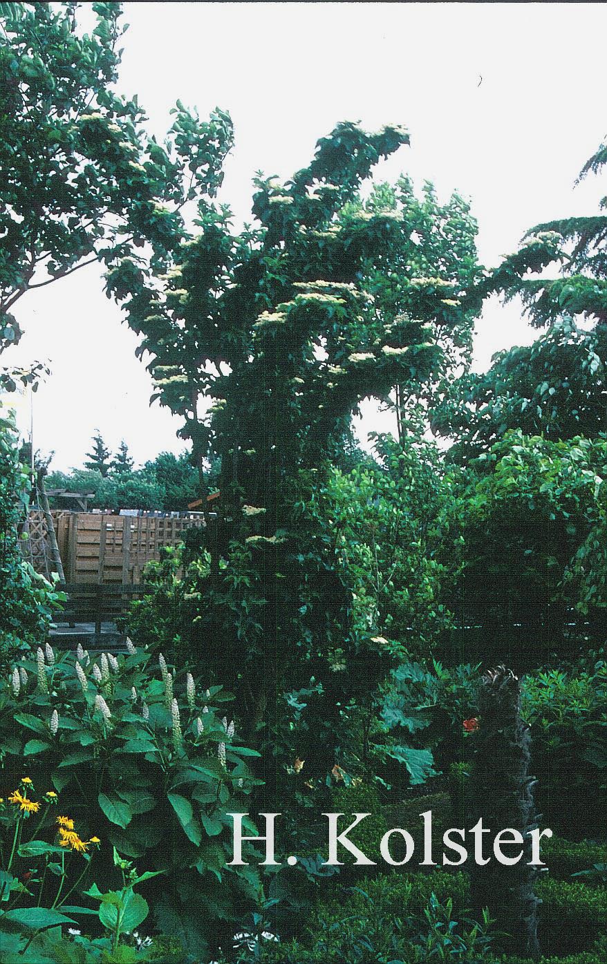 Sambucus nigra 'Pyramidalis'