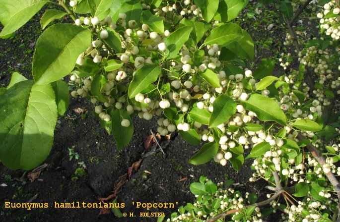 Euonymus hamiltonianus 'Popcorn'