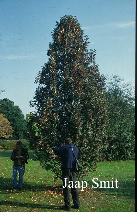 Malus trilobata