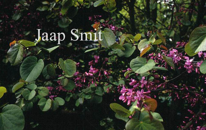 Cercis siliquastrum