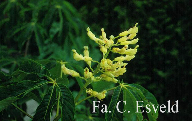 Aesculus flava