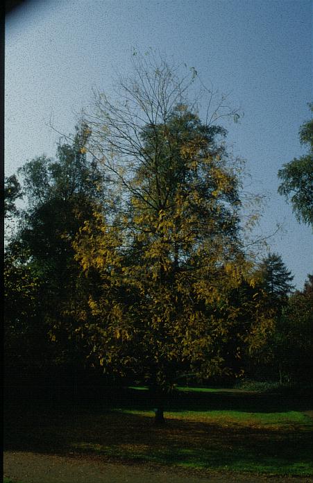 Gleditsia triacanthos f. inermis