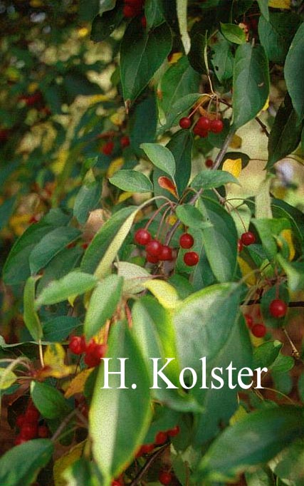 Malus hupehensis