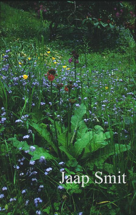 Primula japonica