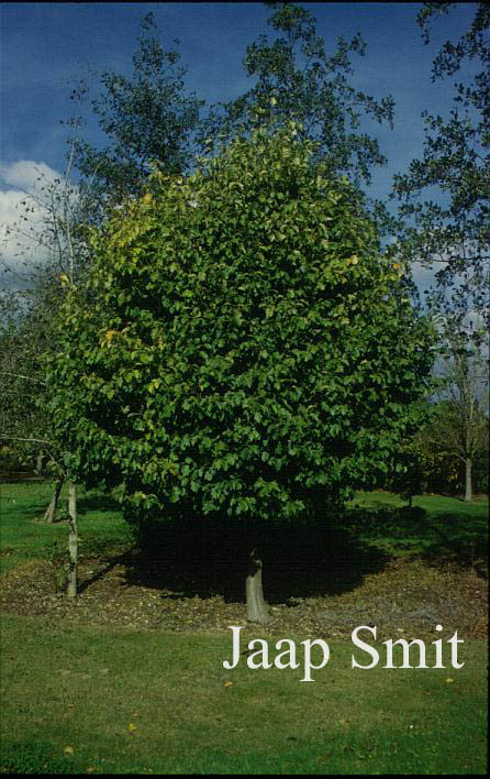 Sorbus torminalis