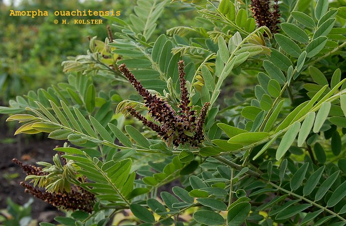 Amorpha ouachitensis