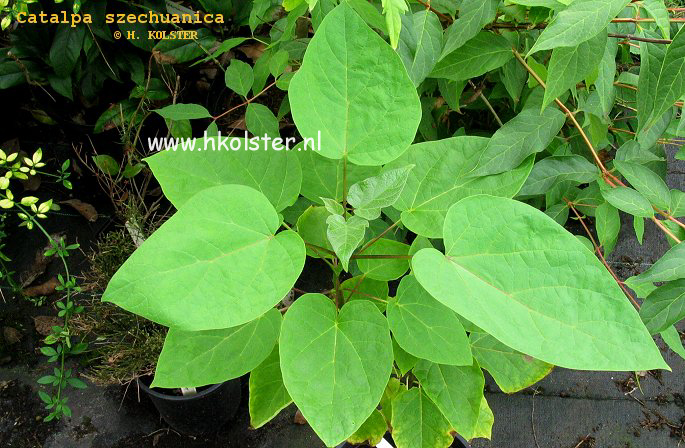 Catalpa ovata