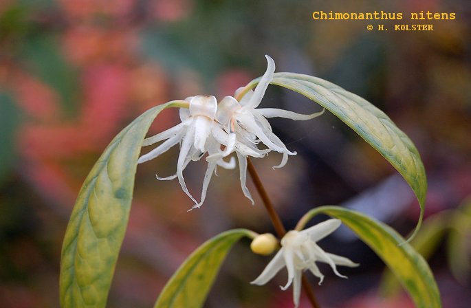 Chimonanthus nitens