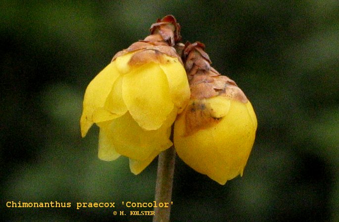 Chimonanthus praecox 'Concolor'