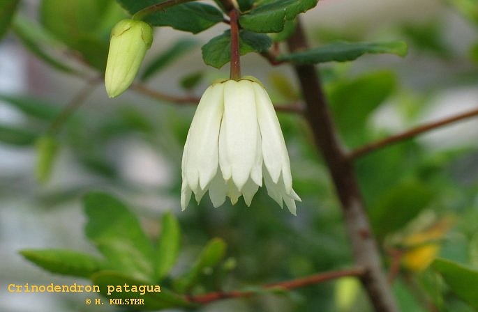 Crinodendron patagua