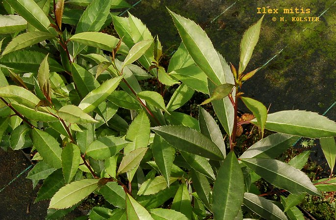 Plantentuin Esveld