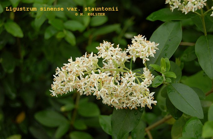 Ligustrum sinense stauntonii (79243)