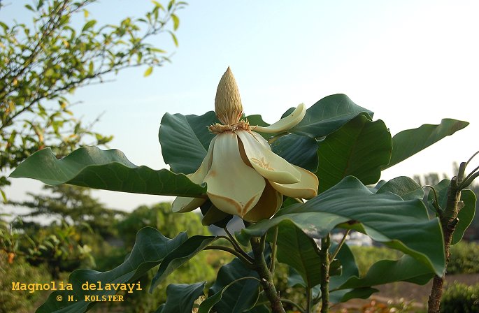 Magnolia delavayi