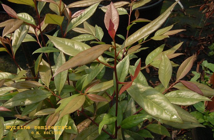 Myrsine semiserrata