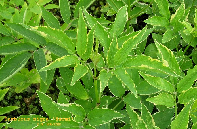 Sambucus nigra 'Naomi'