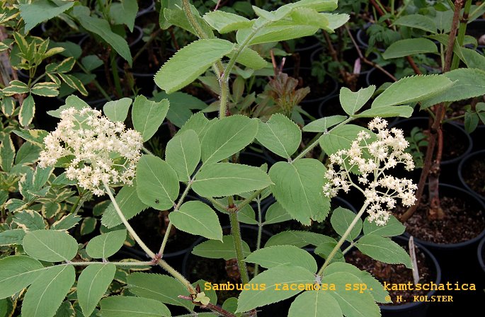 Plantentuin Esveld
