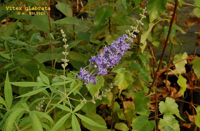 Vitex glabrata