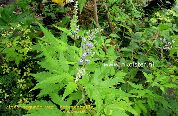 Vitex negundo 'Heterophylla'