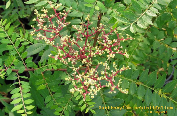Plantentuin Esveld