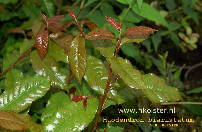 Plantentuin Esveld