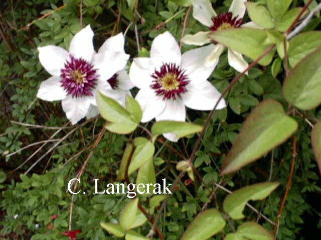 Clematis florida 'Sieboldii'