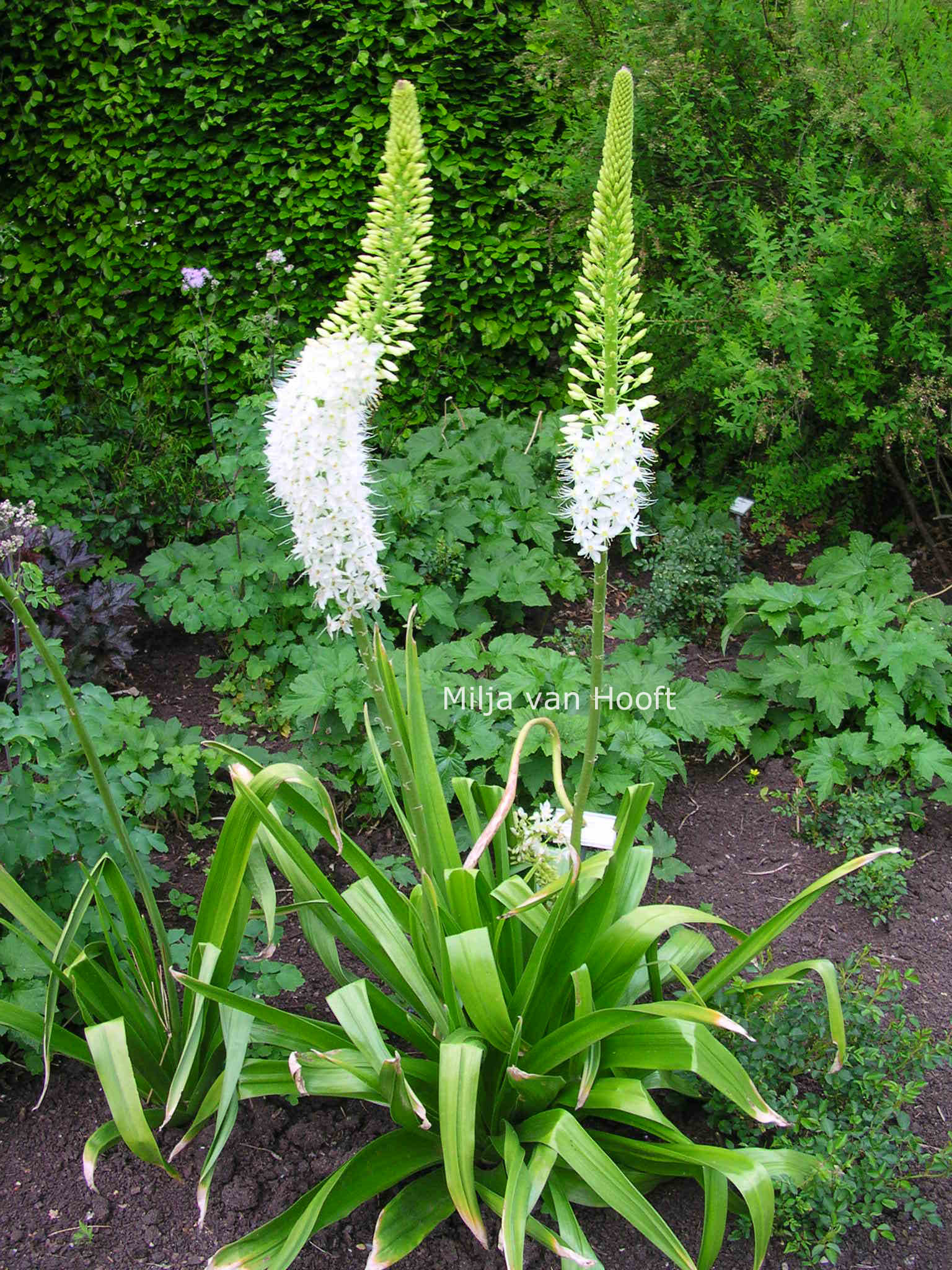 Eremurus himalaicus