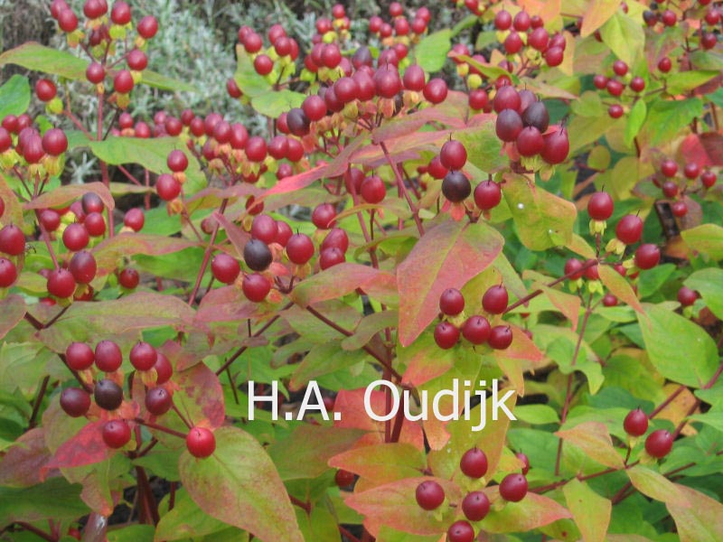Hypericum inodorum 'Arcadia'