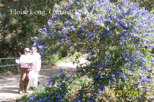 Ceanothus 'Gentian Plume' (80021)