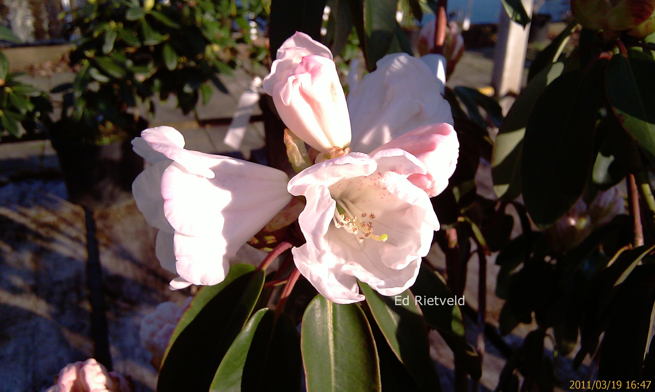 Rhododendron 'Carex White'