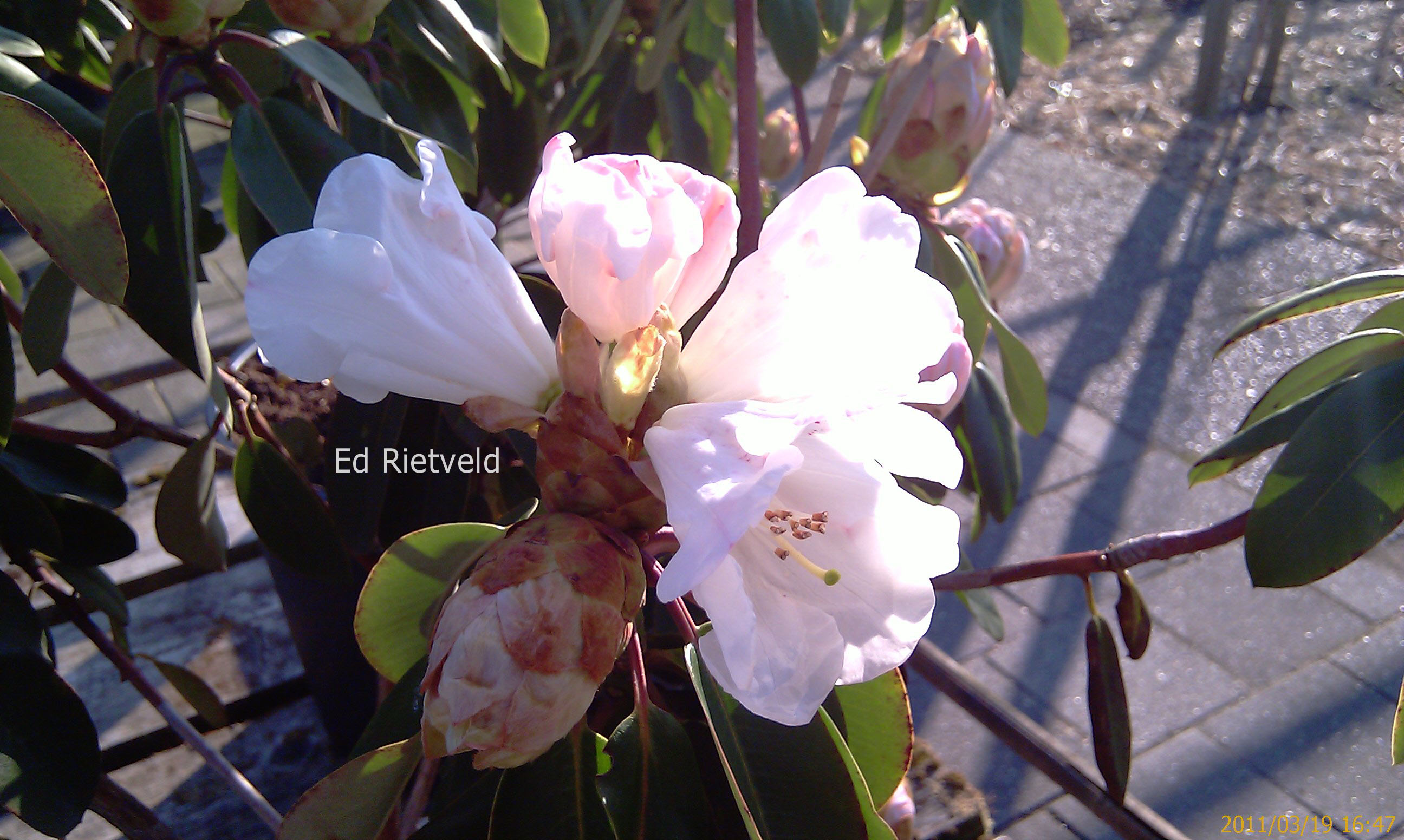 Rhododendron 'Carex White'